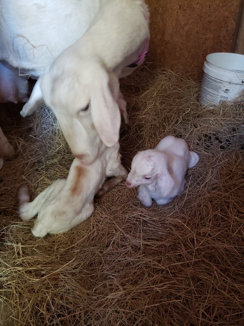 Newborn goat kids resting on straw with their mother in a barn setting, showcasing the bond between them.