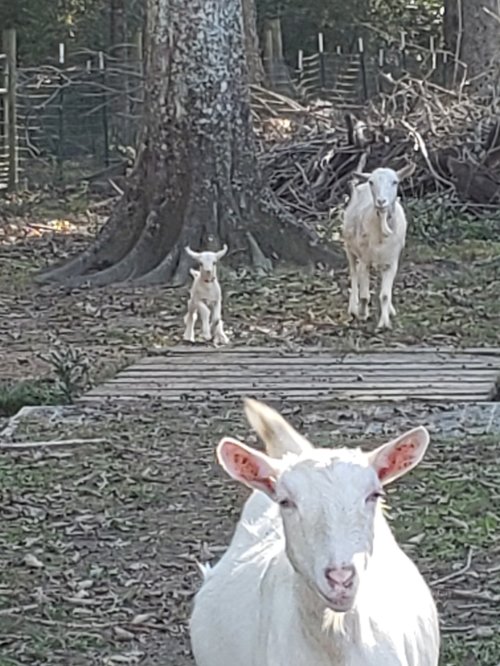 A white goat in the foreground with large ears and a curious expression, while a baby goat and another adult goat are seen in the background among trees and leaves. The scene depicts a serene farm setting.