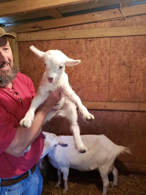 A farmer holding a playful baby goat in a barn, with another goat visible in the background, showcasing rural life and animal husbandry.